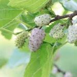 Health Benefits Of The White Mulberry