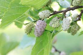 Health Benefits Of The White Mulberry
