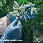 Latin America Medicinal Cannabis Market